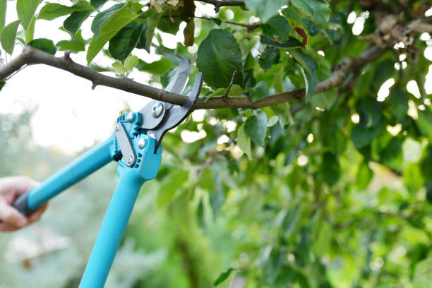 Best Tree Care Services  in Freeland, WA